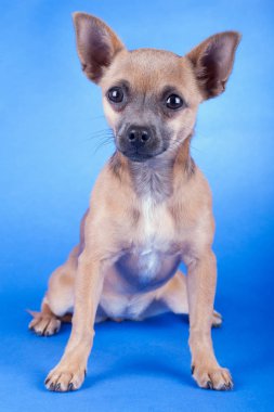 Kahverengi bir Chihuahua köpeğinin stüdyo fotoğrafı.
