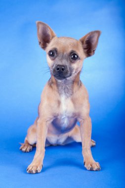 Kahverengi bir Chihuahua köpeğinin stüdyo fotoğrafı.