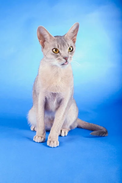 Доросла жіноча абіссінська блакитна кішка — стокове фото