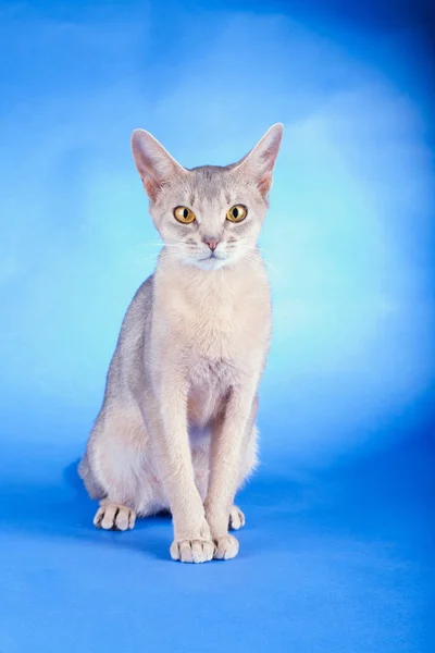 Adulto fêmea abissínio azul gato — Fotografia de Stock
