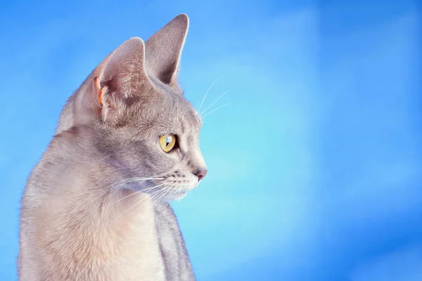 Взрослая абиссинская голубая кошка — стоковое фото