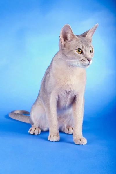 Доросла жіноча абіссінська блакитна кішка — стокове фото