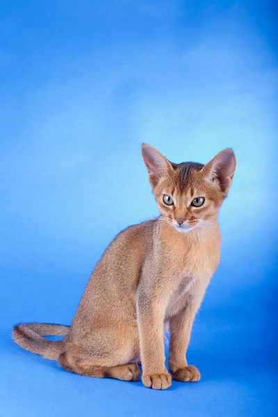 Un pequeño macho abisinio ruddy gato, gatito — Foto de Stock