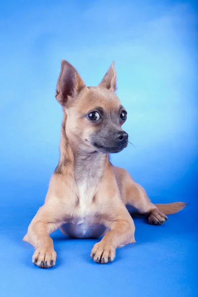 Kahverengi bir Chihuahua köpeğinin stüdyo fotoğrafı. — Stok fotoğraf