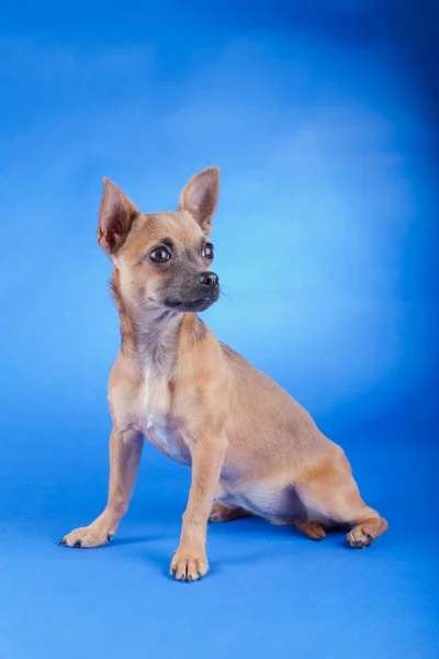 Studio shot of an brown Chihuahua dog — Stock Photo, Image