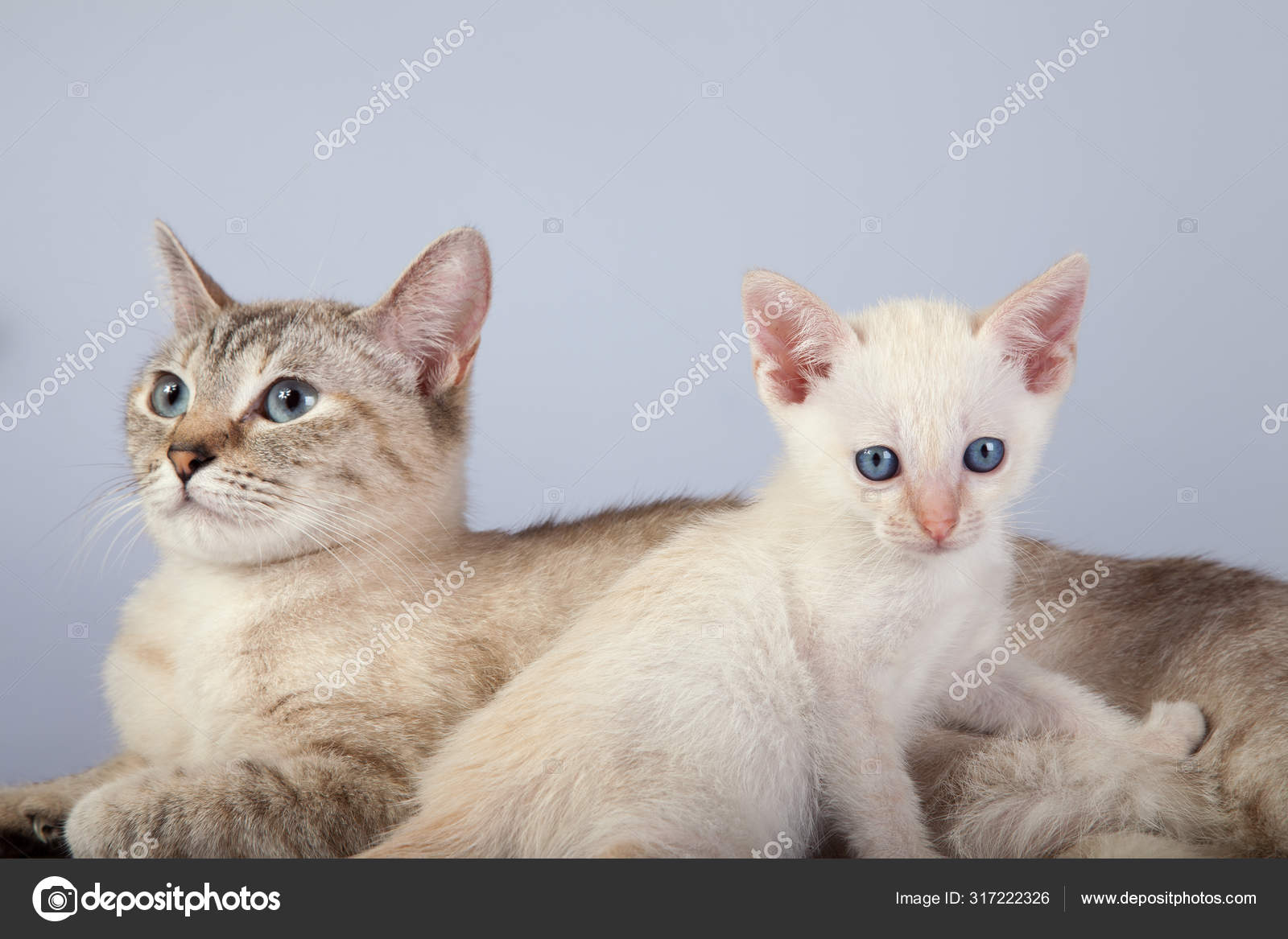 An Siamese Cat On A White Background Stock Photo C Fotogeng