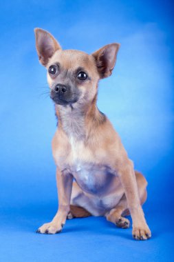 Kahverengi bir Chihuahua köpeğinin stüdyo fotoğrafı.