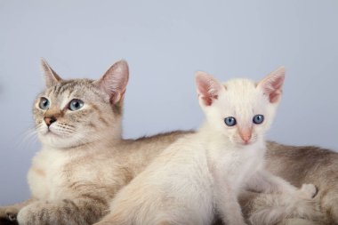 Beyaz arka planda bir siyam kedisi