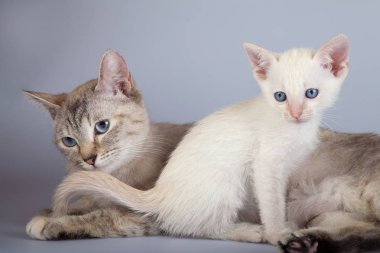 Beyaz arka planda bir siyam kedisi