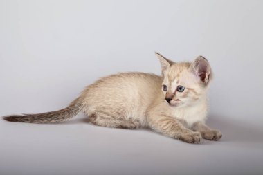 Beyaz arka planda bir siyam kedisi