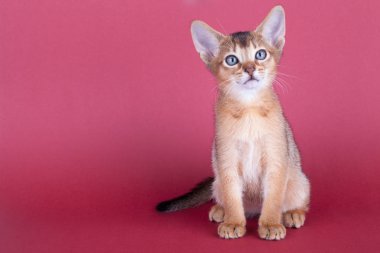 Küçük bir erkek Habeş kedisi, kedicik