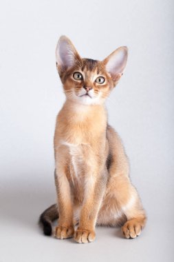 Küçük Habeş kedisi, kedicik.