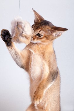 Küçük Habeş kedisi, kedicik.