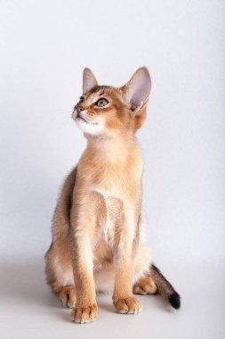 Küçük Habeş kedisi, kedicik.