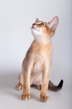 Küçük Habeş kedisi, kedicik.