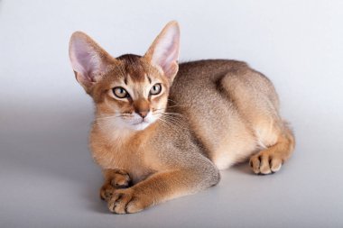 Küçük Habeş kedisi, kedicik.