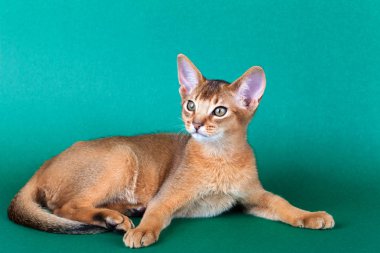 Küçük bir erkek Habeş kedisi, kedicik