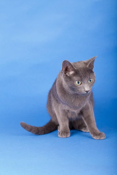 Studio shot van een russische blauwe kat, kitty — Stockfoto
