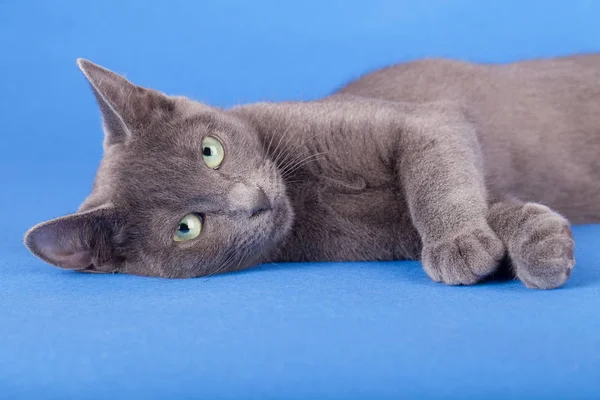 Студийный кадр русского голубого кота, котенка — стоковое фото