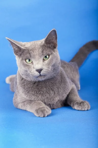 Studio shot van een russische blauwe kat — Stockfoto