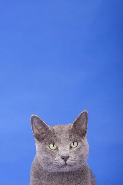 Studio shot van een russische blauwe kat — Stockfoto