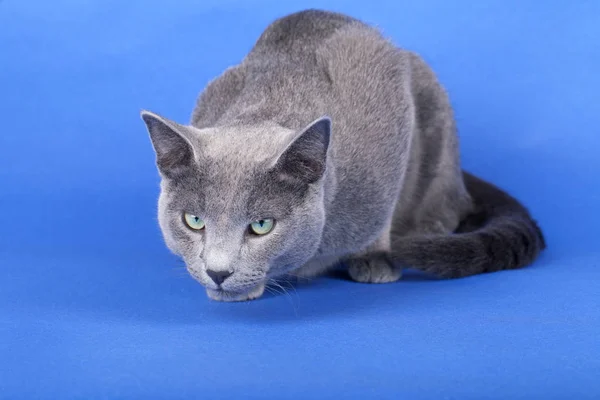 Studioaufnahme einer russischen blauen Katze — Stockfoto