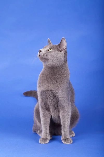 Studioaufnahme einer russischen blauen Katze — Stockfoto