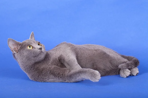 Estúdio tiro de um gato azul russo, gatinho — Fotografia de Stock