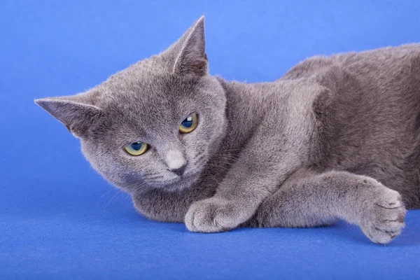 Studio záběr ruské modré kočky, kočička — Stock fotografie