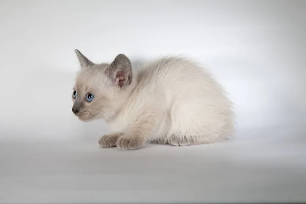 Un gato siamés sobre un fondo blanco —  Fotos de Stock