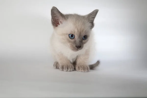 Un chat siamois sur fond blanc — Photo