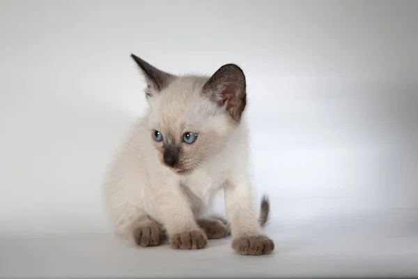 Un gatto siamese su sfondo bianco — Foto Stock