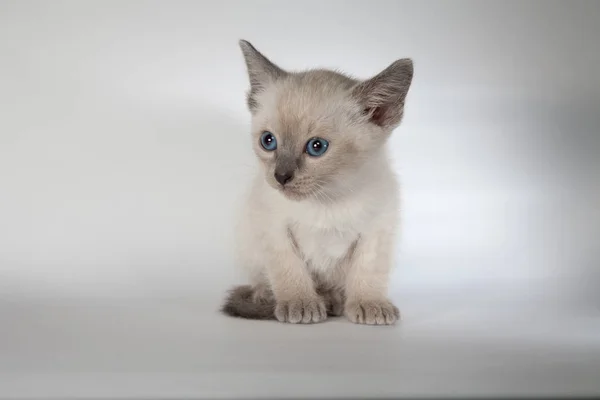 An siamese cat on a white background