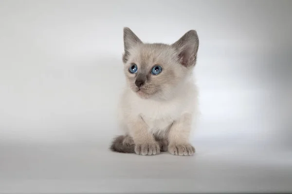 하얀 배경에 있는 샴 고양이 — 스톡 사진
