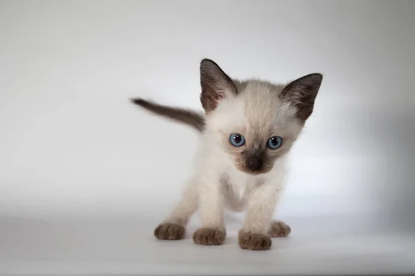 Сиамская кошка на белом фоне — стоковое фото