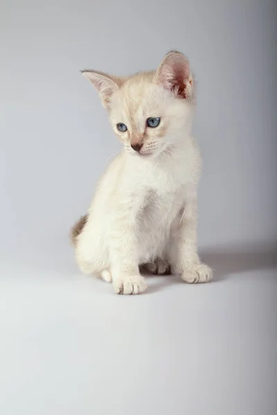एक सफेद पृष्ठभूमि पर एक सियामी बिल्ली — स्टॉक फ़ोटो, इमेज