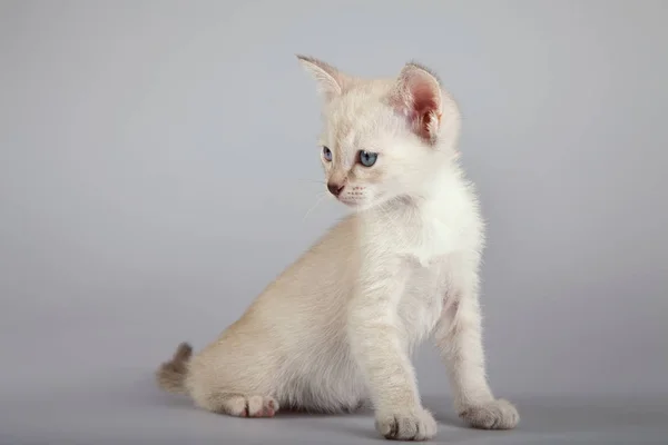 Um gato siamês em um fundo branco — Fotografia de Stock