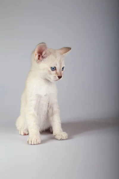 Siamská kočka na bílém pozadí — Stock fotografie