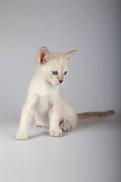 Kot syjamski na białym tle — Zdjęcie stockowe