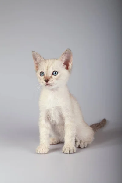 Siamská kočka na bílém pozadí — Stock fotografie