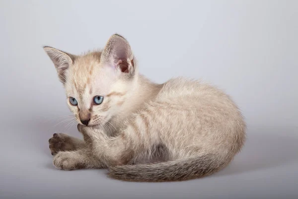하얀 배경에 있는 샴 고양이 — 스톡 사진