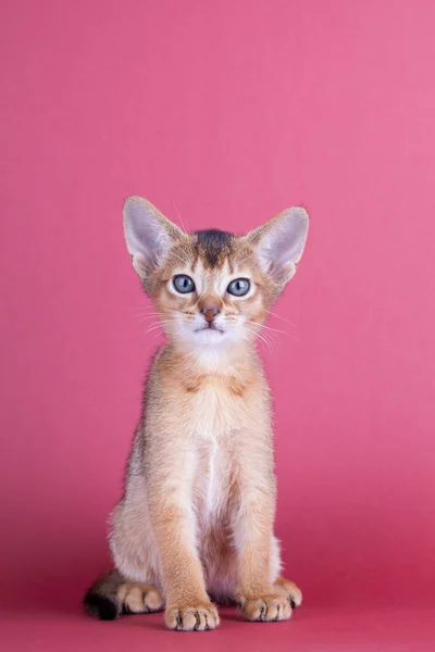Een kleine mannelijke Abessijn roodharige kat, poesje — Stockfoto
