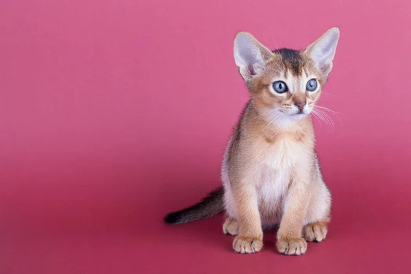 Een kleine mannelijke Abessijn roodharige kat, poesje — Stockfoto