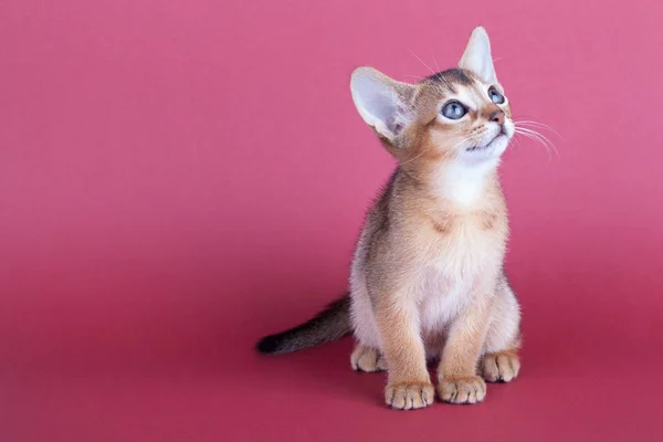 Um pequeno macho abissínio ruivo gato, gatinho — Fotografia de Stock