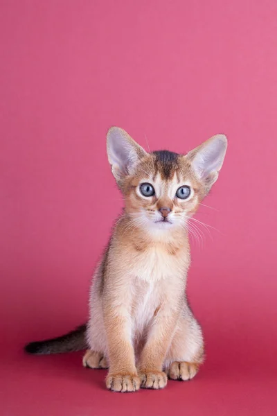 Een kleine mannelijke Abessijn roodharige kat, poesje — Stockfoto