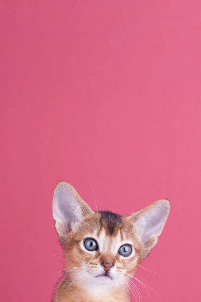 Un pequeño macho abisinio ruddy gato, gatito —  Fotos de Stock