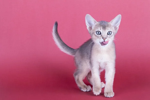 Um pequeno macho abissínio azul gato, gatinho — Fotografia de Stock