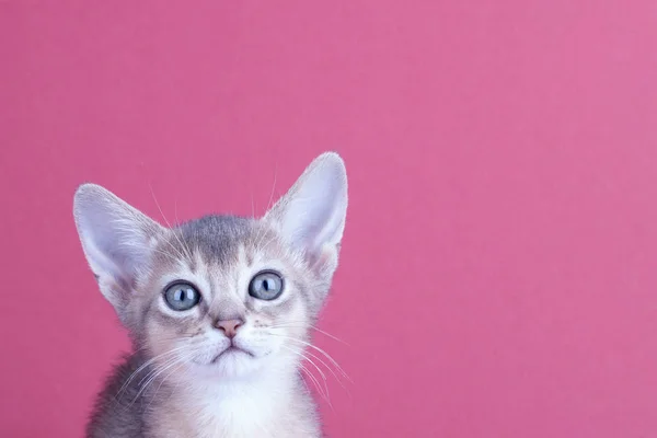 Un petit chat bleu abyssinien mâle, chaton — Photo