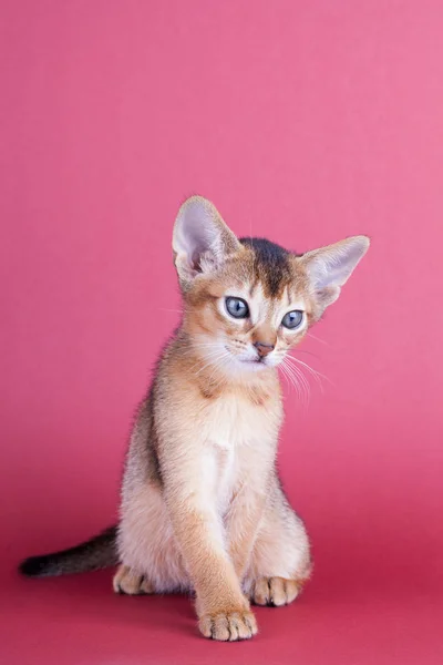 En lille mandlig abyssinian ruddy kat, kitty - Stock-foto
