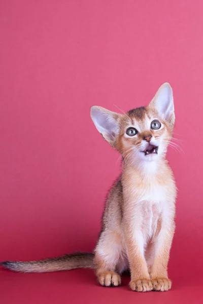 Um pequeno macho abissínio ruivo gato, gatinho — Fotografia de Stock